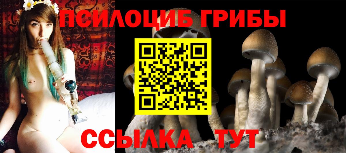 Псилоцибиновые грибы Psilocybe Каменка